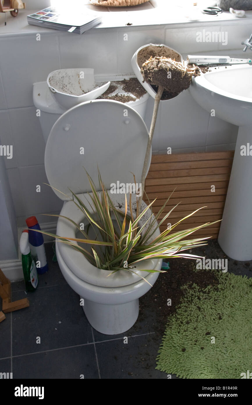 Pflanze Topf gefallen in Toilette Stockfoto