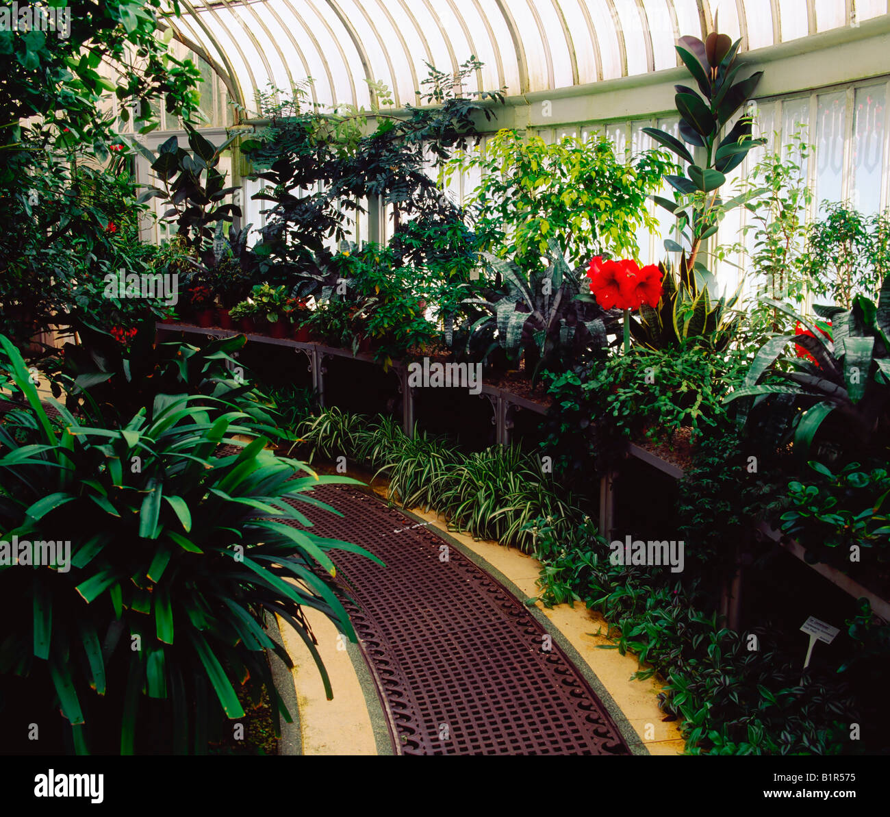Belfast, botanische Gärten, Innenaufnahme Stockfoto