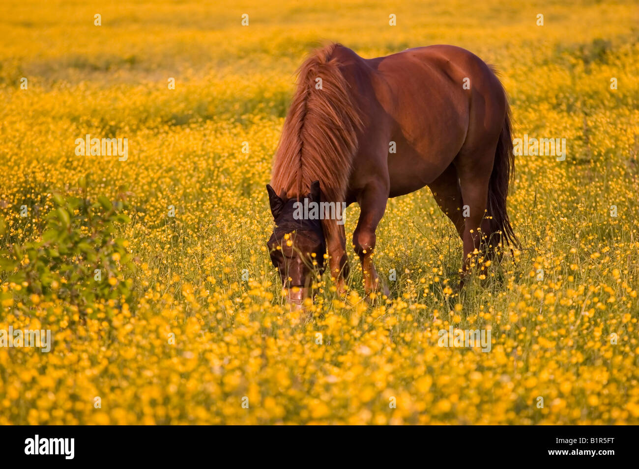 Ein Pferd ist in ein Blumenfeld bedeckt Weiden, während die Sonne zu setzen, auf Sachalin, Russland gestartet wird. Stockfoto