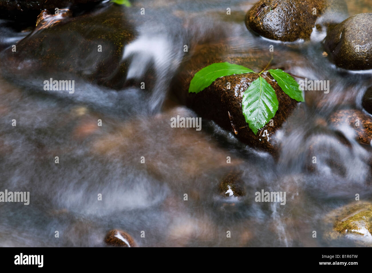 Buche verlässt auf Steinen in einem schottischen Fluss. Cawdor Wald, Nairnshire, Schottland Stockfoto