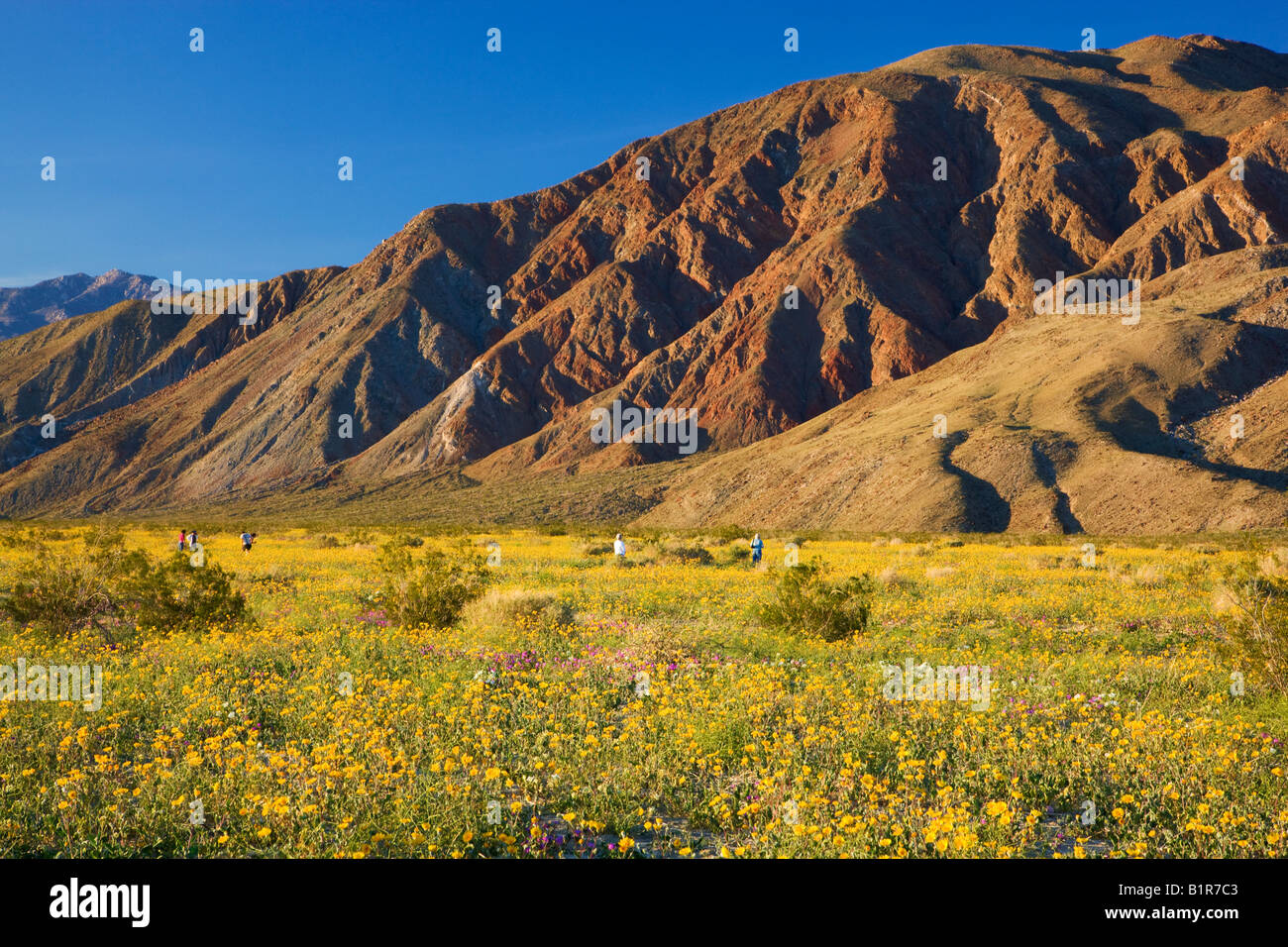 Wüste Gold oder Desert Sunflower Geraea Canescens in Coyote Canyon Anza Borrego Desert State Park California Stockfoto