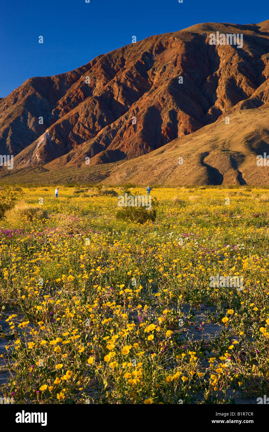 Wüste Gold oder Desert Sunflower Geraea Canescens in Coyote Canyon Anza Borrego Desert State Park California Stockfoto