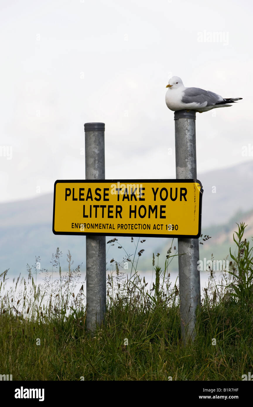 Seagull auf einen Wurf-Zeichen vor einem schottischen Loch sitzen. Schottland Stockfoto