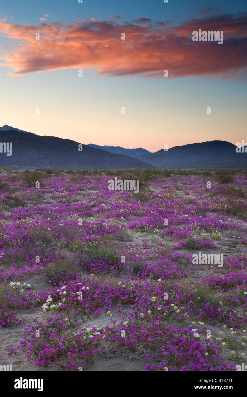 Wildblumen Anza Borrego Desert State Park California Stockfoto