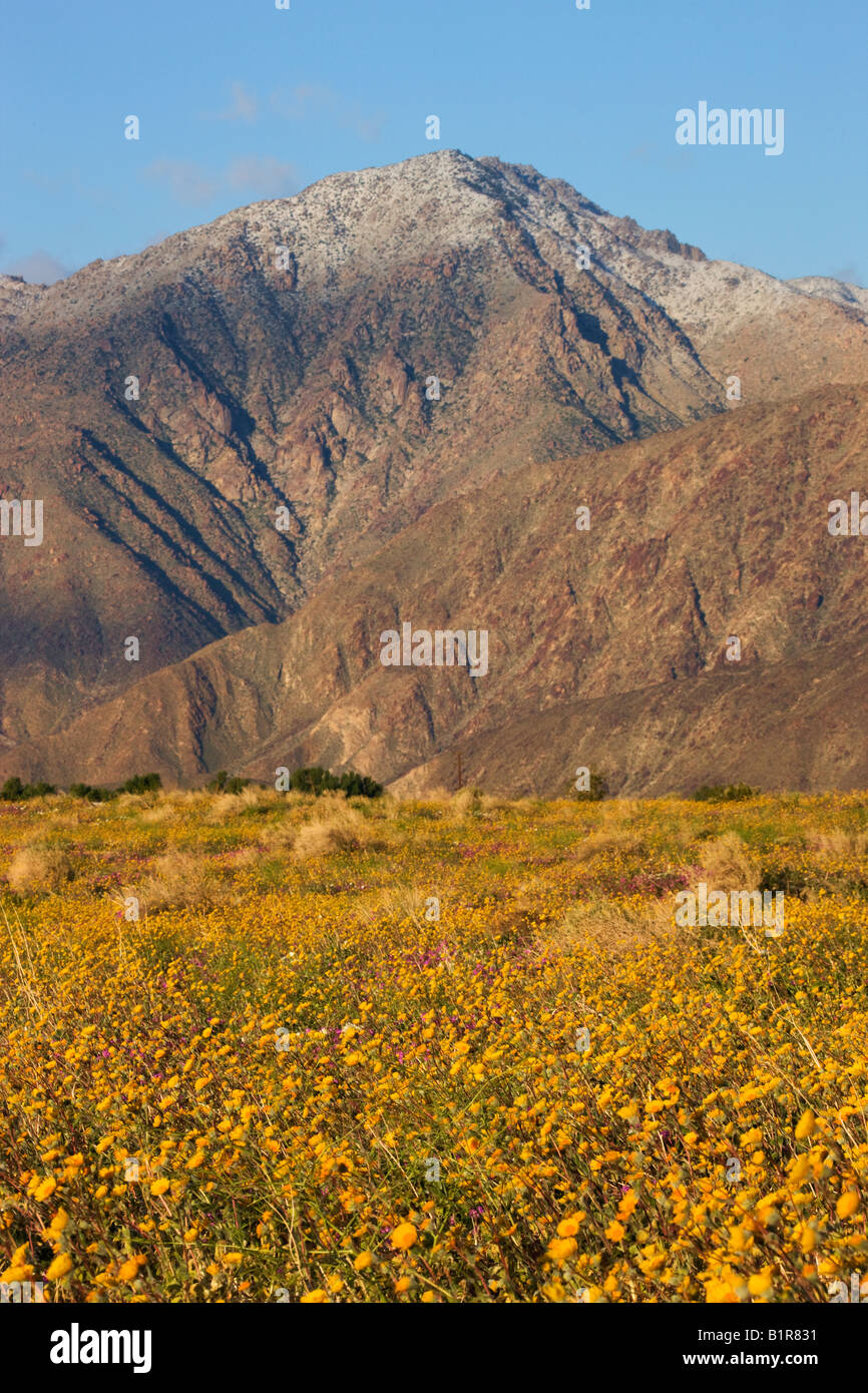 Wildblumen in Coyote Canyon einschließlich Wüste Gold Geraea Canescens Anza Borrego Desert State Park California Stockfoto