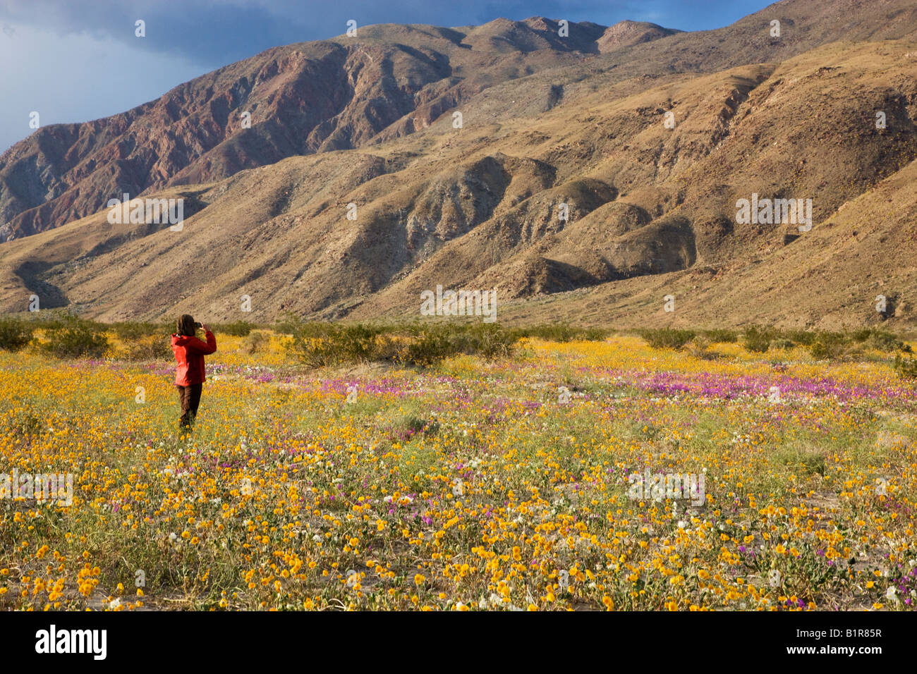 Besucher genießen die Wildblumen in Coyote Canyon einschließlich Wüste Gold Anza Borrego Desert State Park California Stockfoto