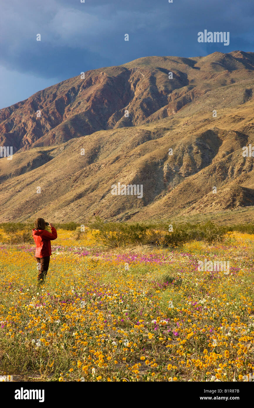 Besucher genießen die Wildblumen in Coyote Canyon einschließlich Wüste Gold Anza Borrego Desert State Park California Stockfoto