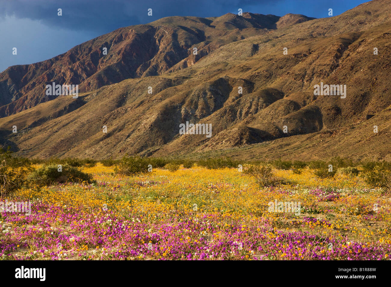 Wildblumen in Coyote Canyon Anza Borrego Desert State Park California Stockfoto