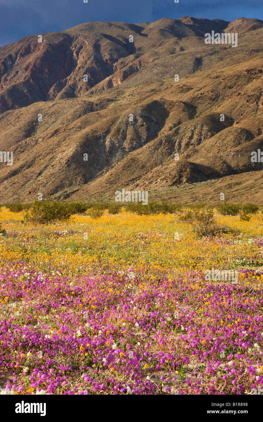 Wildblumen in Coyote Canyon Anza Borrego Desert State Park California Stockfoto