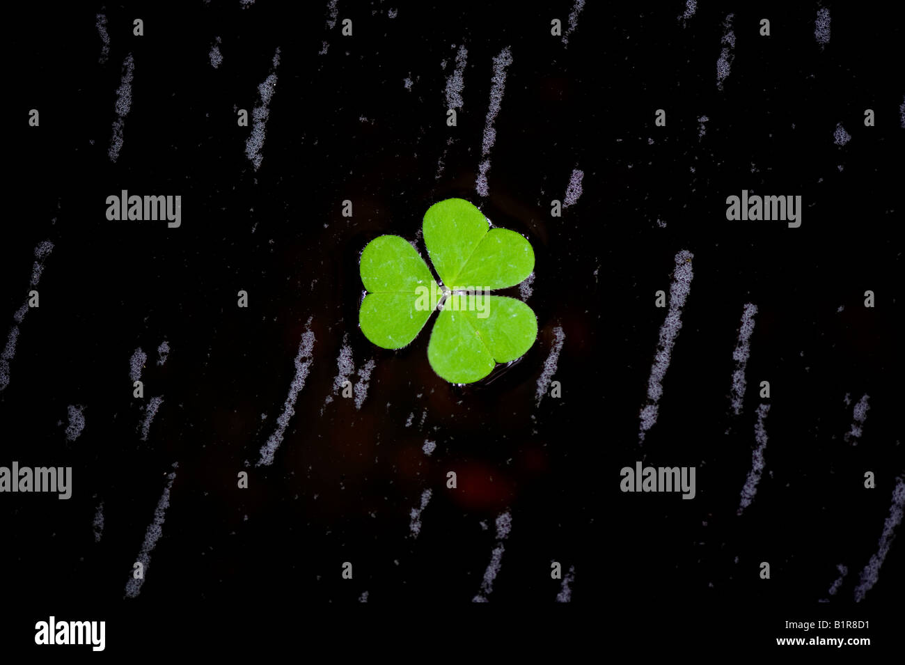 Oxalis Acetosella. Sauerklee auf dunklen schottischen Wasser Stockfoto