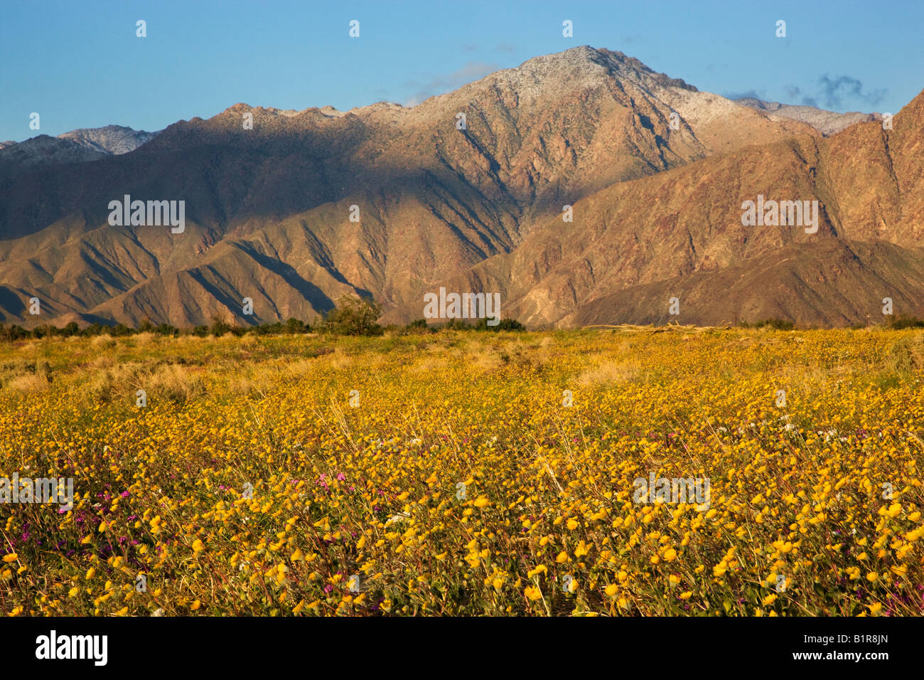 Wildblumen in Coyote Canyon einschließlich Wüste Gold Geraea Canescens Anza Borrego Desert State Park California Stockfoto