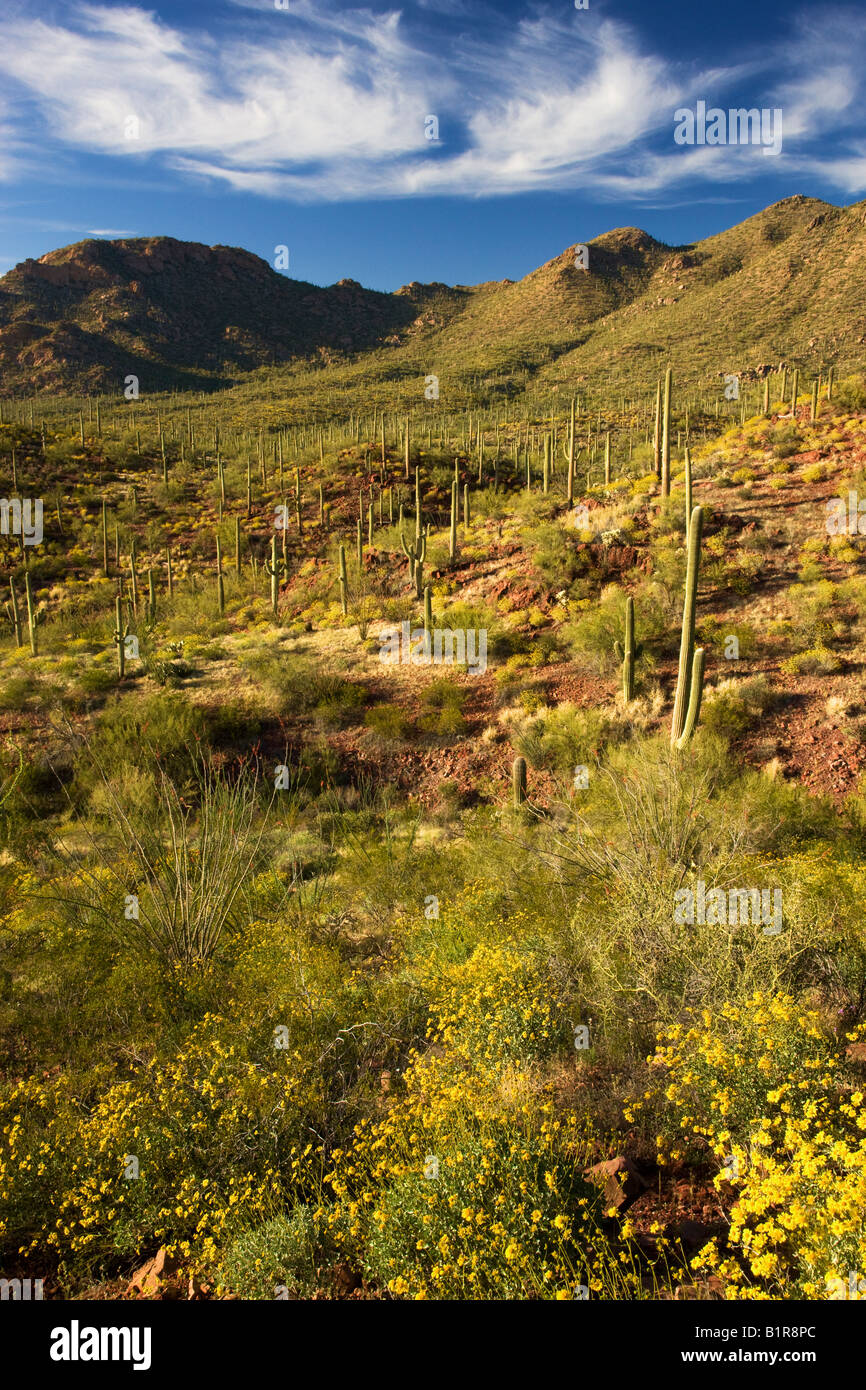 Saguaro-Kaktus und Wildblumen einschließlich Brittlebush im Saguaro West Saguaro National Park Tucson Arizona Stockfoto