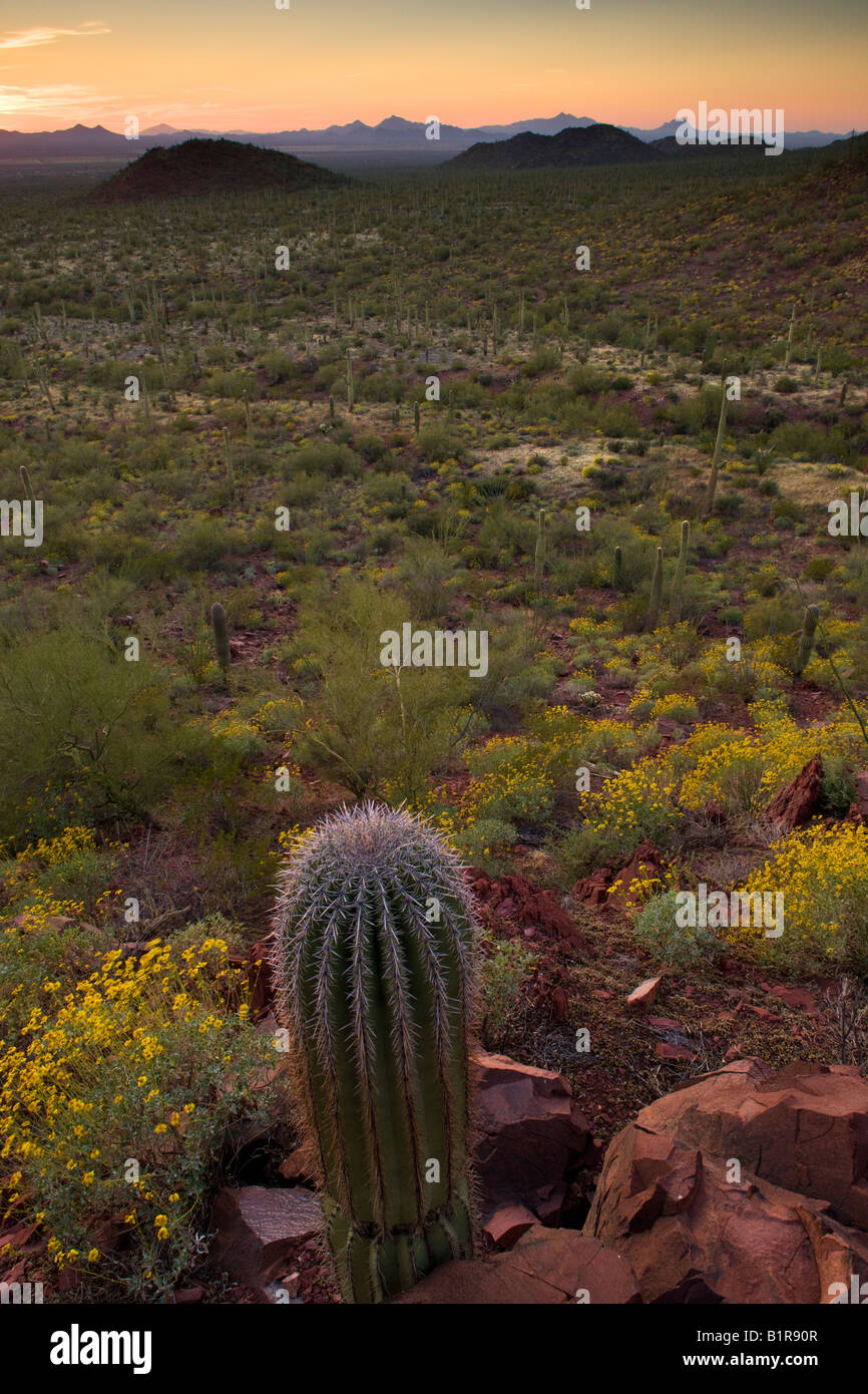 Kakteen und Wildblumen einschließlich Brittlebush im Saguaro West Saguaro National Park Tucson Arizona Stockfoto