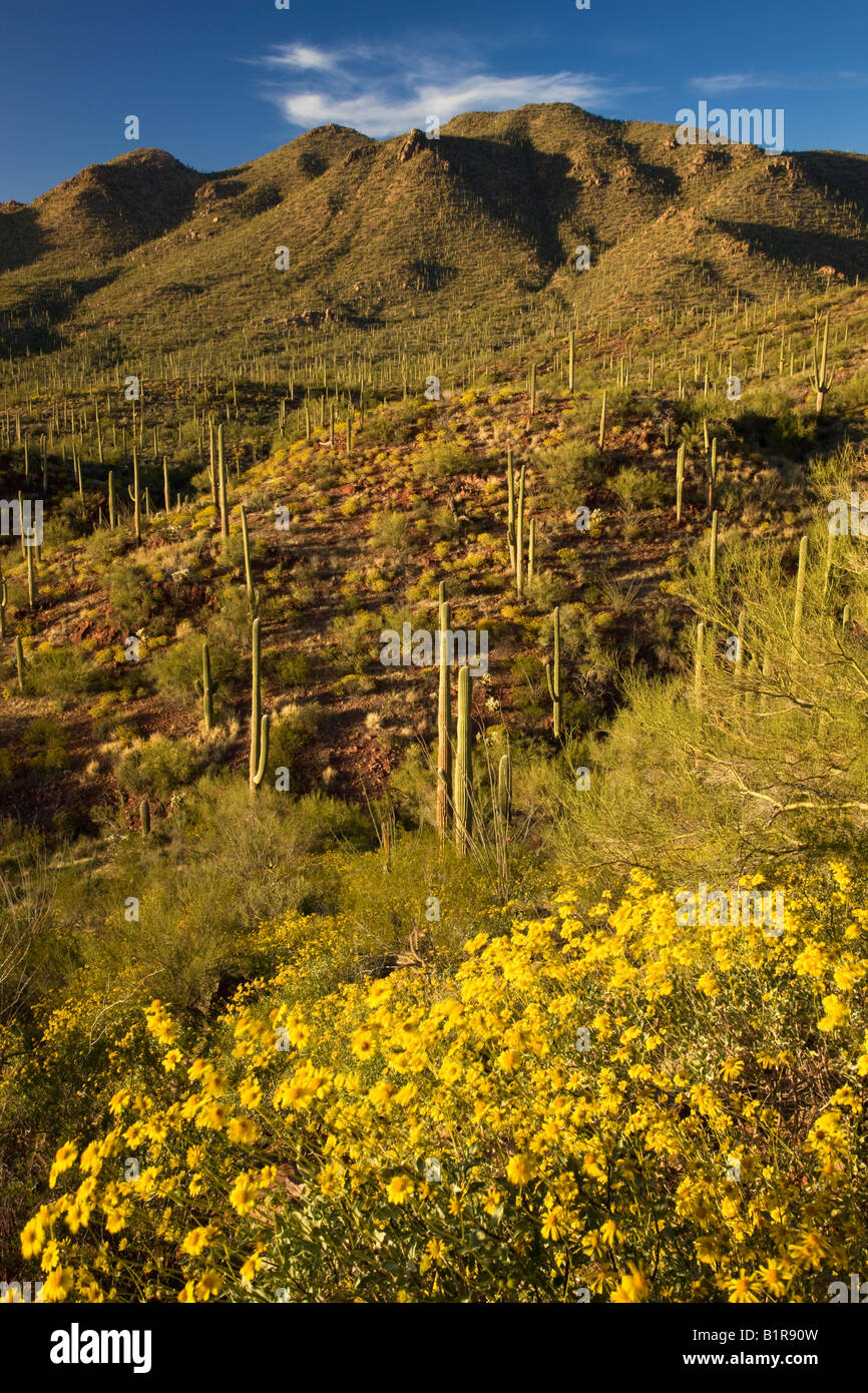 Saguaro-Kaktus und Wildblumen einschließlich Brittlebush im Saguaro West Saguaro National Park Tucson Arizona Stockfoto