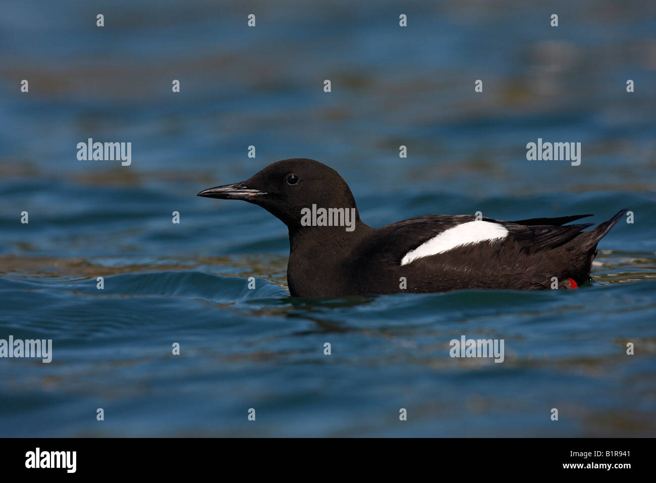 Schwarzen Guillemot Cepphus Grylle Schottland Stockfoto