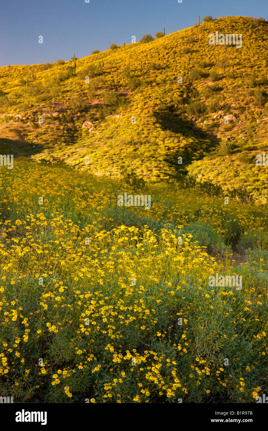 Brittlebush Wildblumen in McDowell Mountain Regional Park in der Nähe von Fountain Hills außerhalb von Phoenix Ariziona Stockfoto