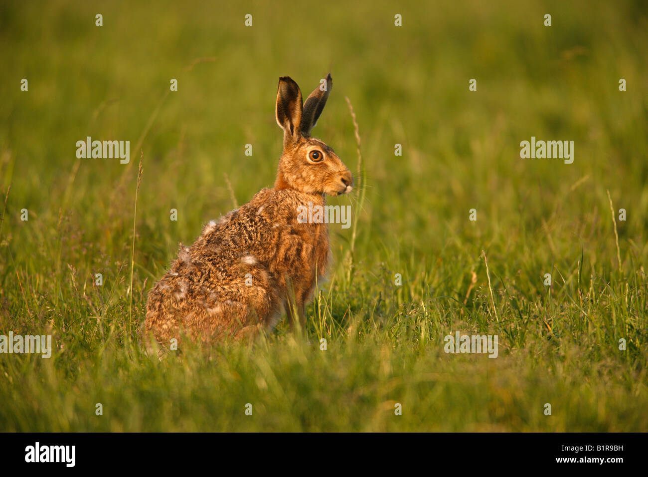 Feldhase Lepus Europaeus Schottland Stockfoto