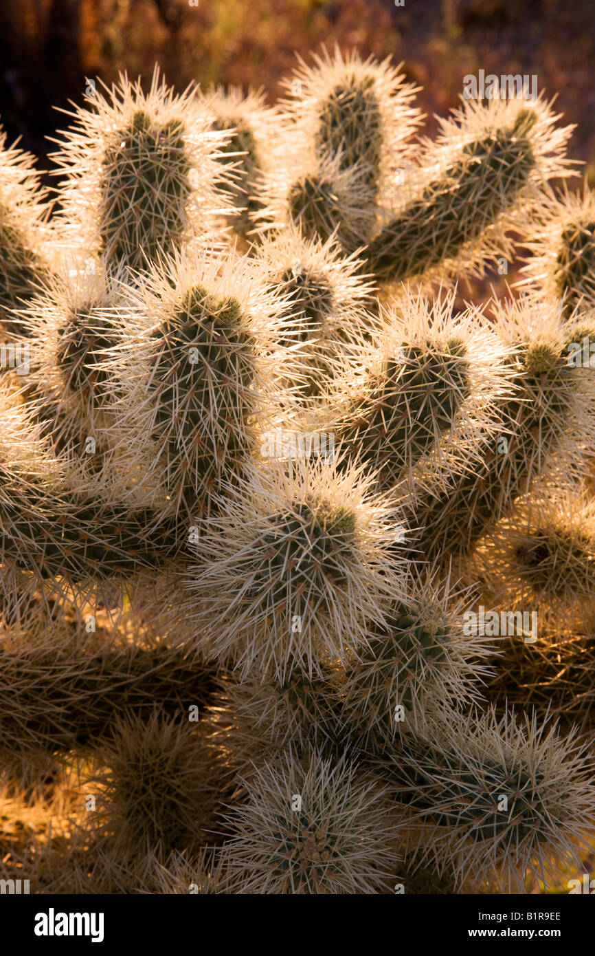 Cholla Kaktus im McDowell Mountain Regional Park in der Nähe von Fountain Hills außerhalb von Phoenix Arizona Stockfoto