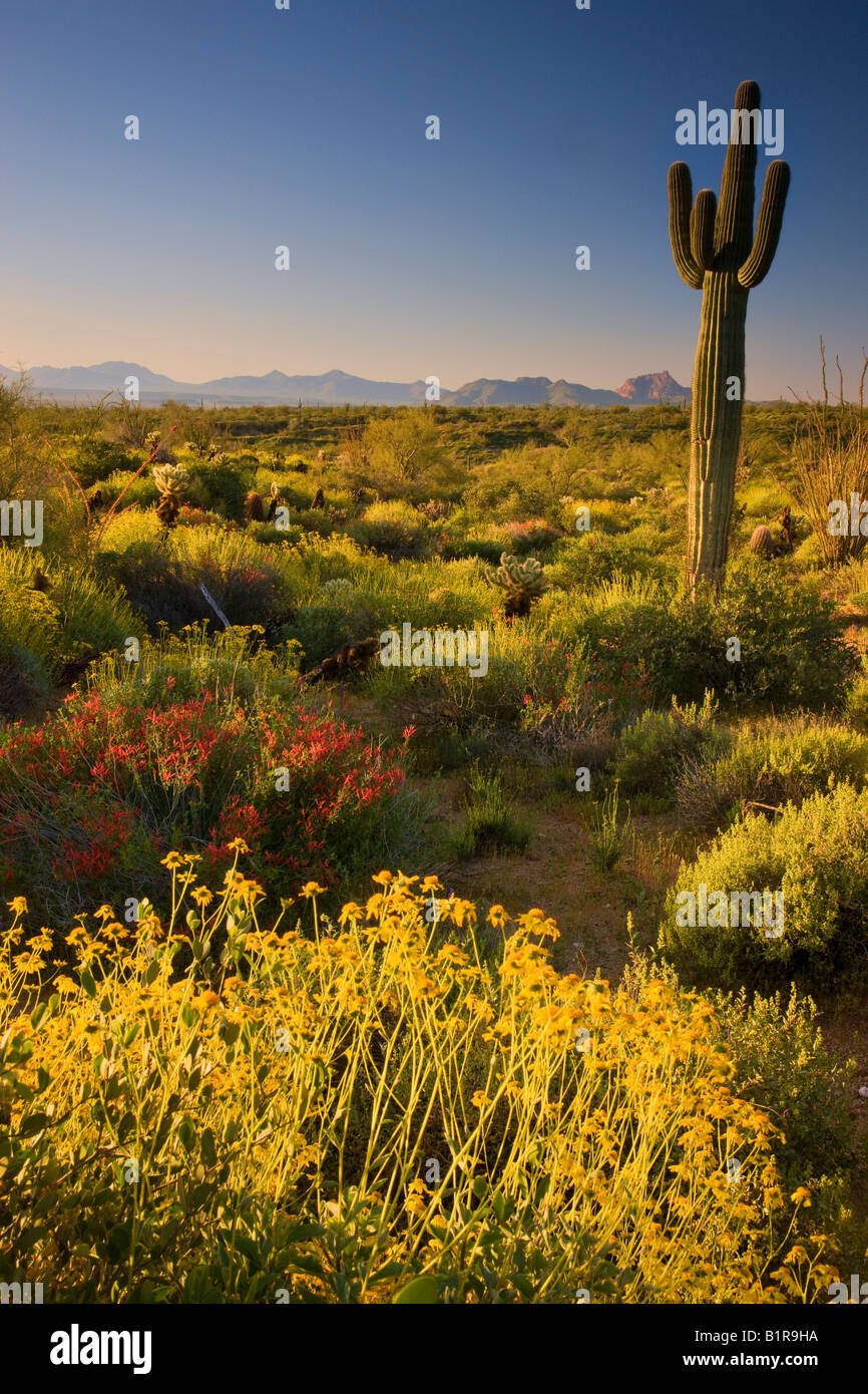 Wildblumen und Kaktus im McDowell Mountain Regional Park in der Nähe von Fountain Hills außerhalb von Phoenix Arizona Stockfoto