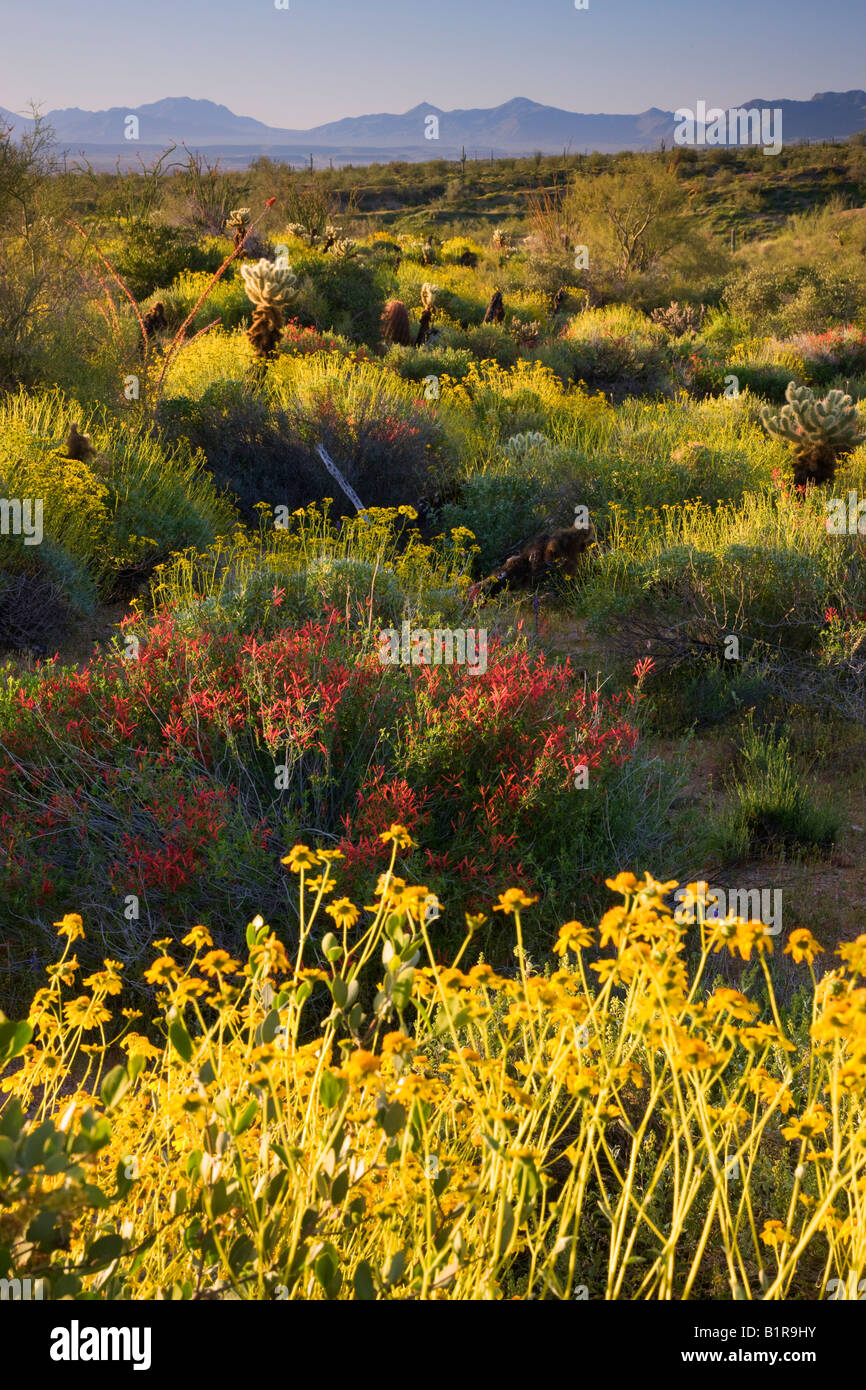 Wildblumen und Kaktus im McDowell Mountain Regional Park in der Nähe von Fountain Hills außerhalb von Phoenix Arizona Stockfoto