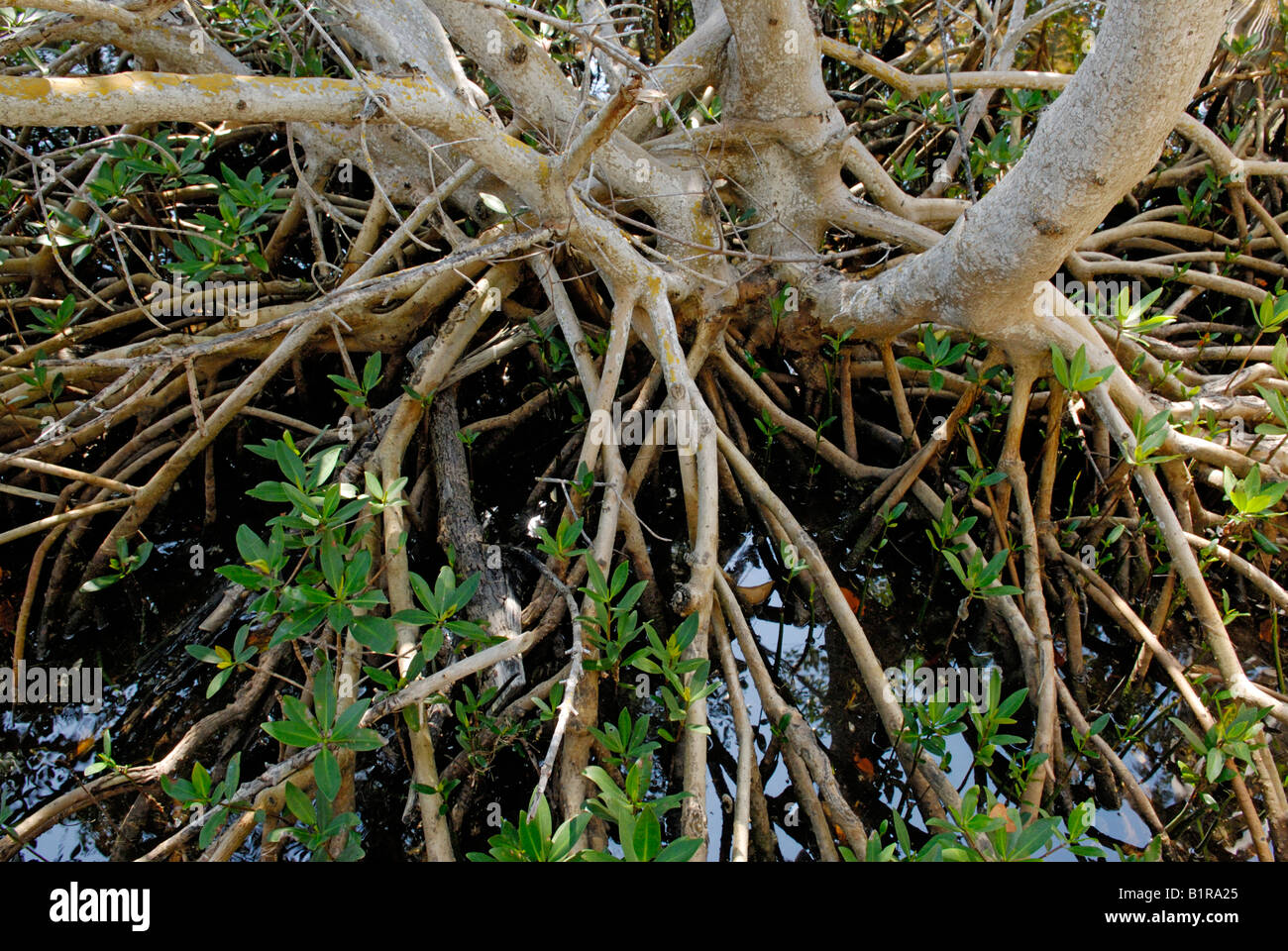 Rote Mangroven Rhizophora Mangle Prop Wurzeln Ding Darling National Wildlife Refuge Sanibel Island Florida Stockfoto