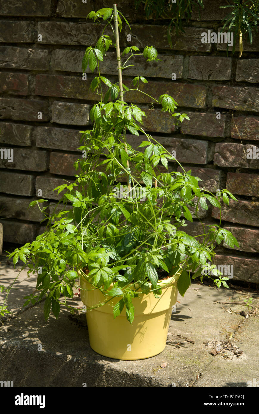 Jiaogulan Tee-Pflanze (Gynostemma Pentaphyllum, Kraut der Unsterblichkeit  Stockfotografie - Alamy