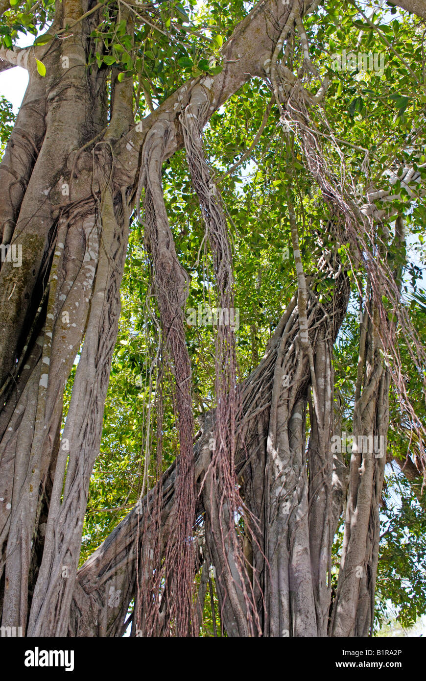 Luftwurzeln baumelt an einem alten Würgefeige Ficus aurea Stockfoto