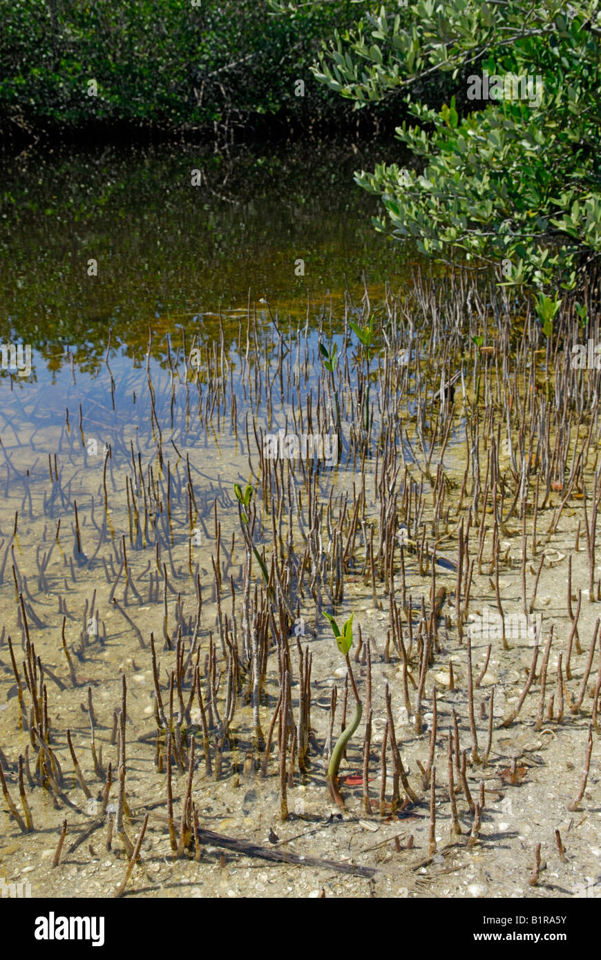 Schwarze Mangrove Avicennia Germinans Wurzeln Stockfoto
