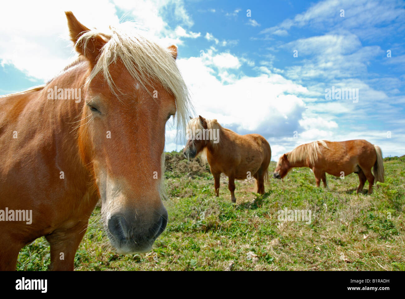 Shetland-Ponys Weiden auf der Heide in der Nähe von Portreath in Cornwall, england Stockfoto