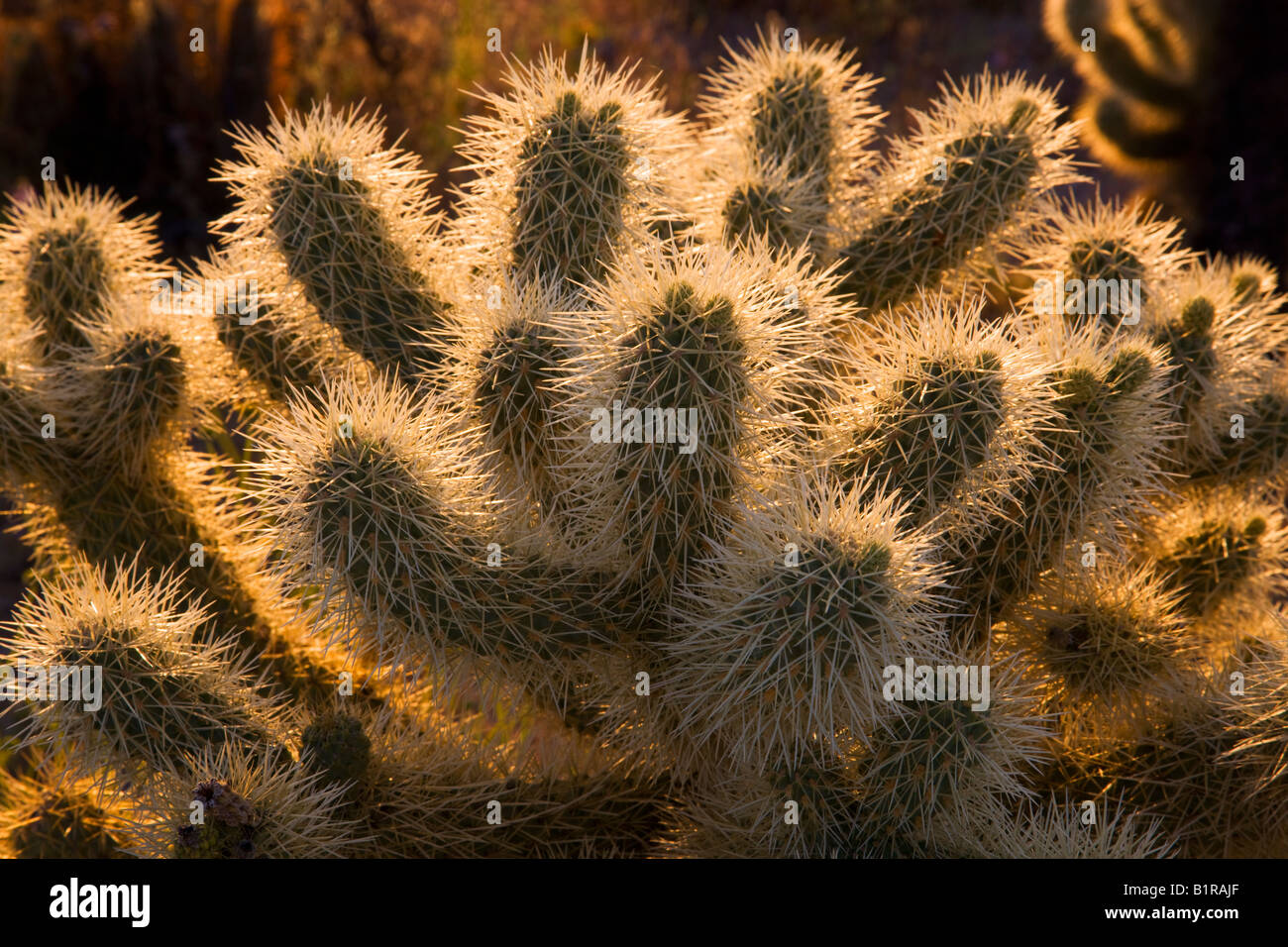 Cholla Kaktus im McDowell Mountain Regional Park in der Nähe von Fountain Hills außerhalb von Phoenix Arizona Stockfoto