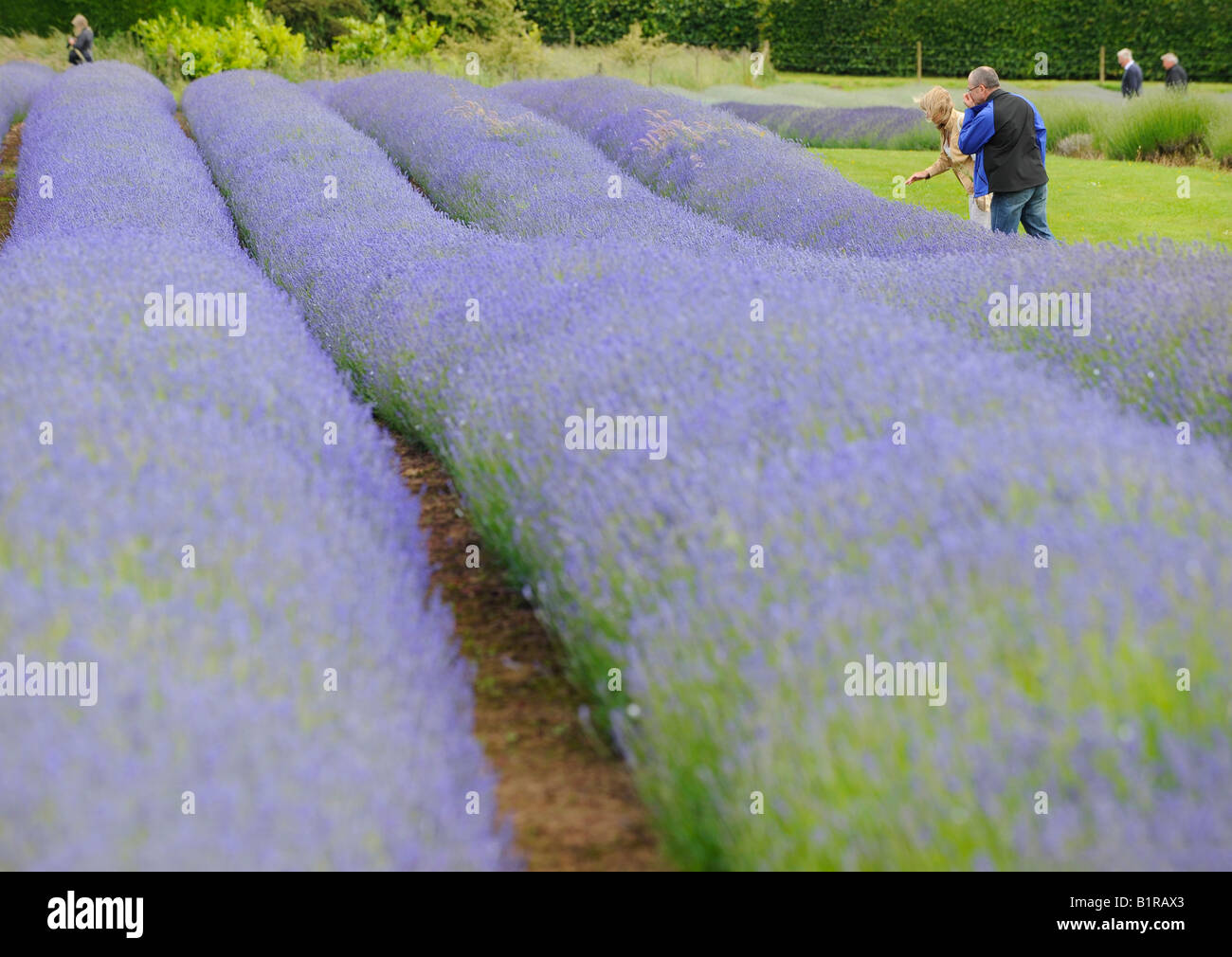 Snowshill Lavender Farm: Besucher genießen Sie einen Rundgang durch die Lavendelfelder und Brennerei. Bild von Jim Holden. Stockfoto