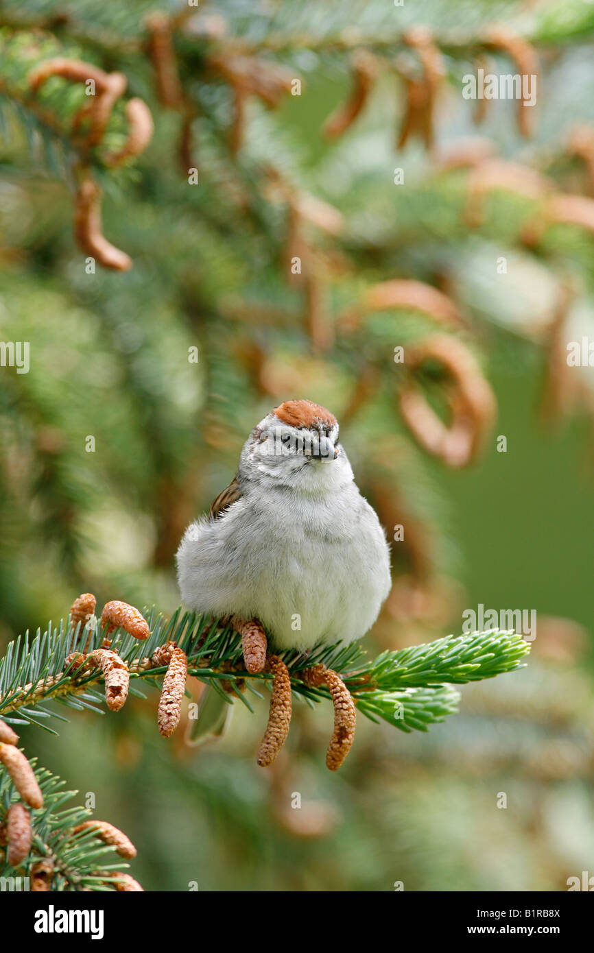 Chipping Sparrow thront in Spruce Tree - vertikal Stockfoto