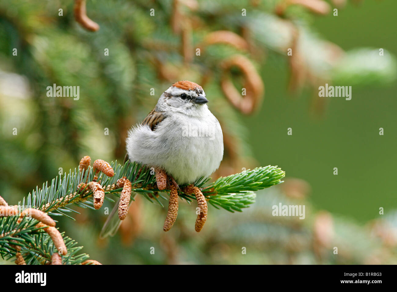 Chipping Sparrow thront in Fichte Baum Stockfoto