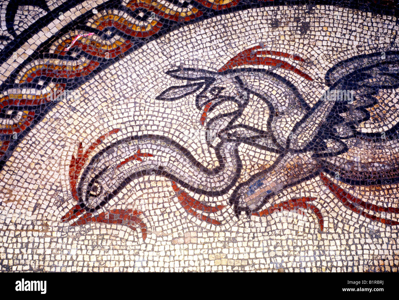 Römisches Mosaik Boden Britanniens Museum Cirencester Mosaiksteine detail England Gloucestershire UK Pflaster Großbritannien Stockfoto
