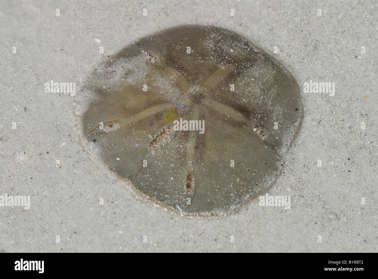 Eine live-durchlöcherte fünf Schlüsselloch Urchin Mellita sp oft genannt "Sanddollar" in den Sand unter Wasser Stockfoto