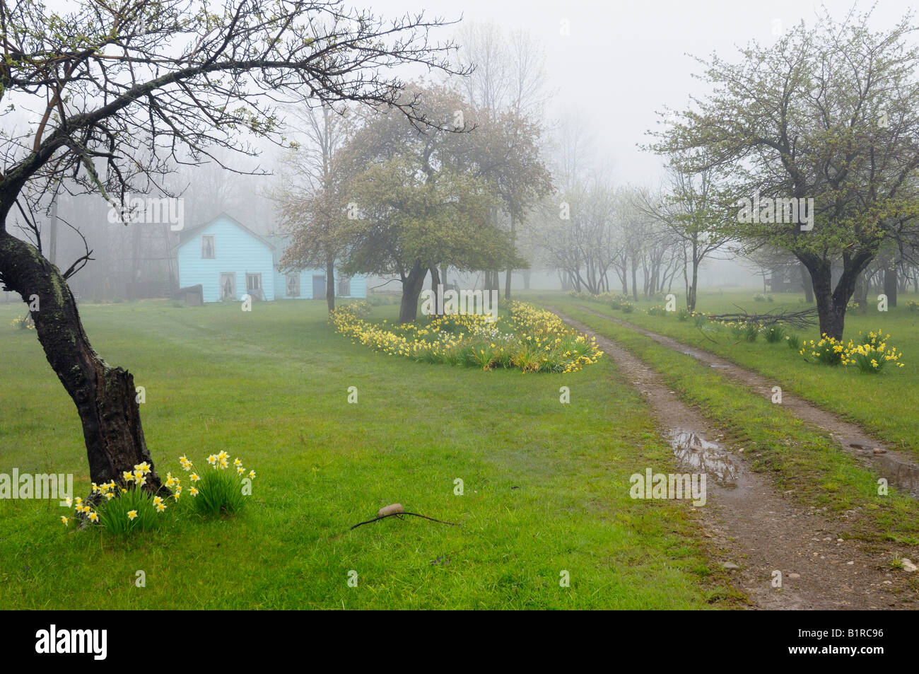 Bauernhaus in dunstigen Nebel mit Feder Narzisse Blumen Bruce Peninsula Ontario Stockfoto