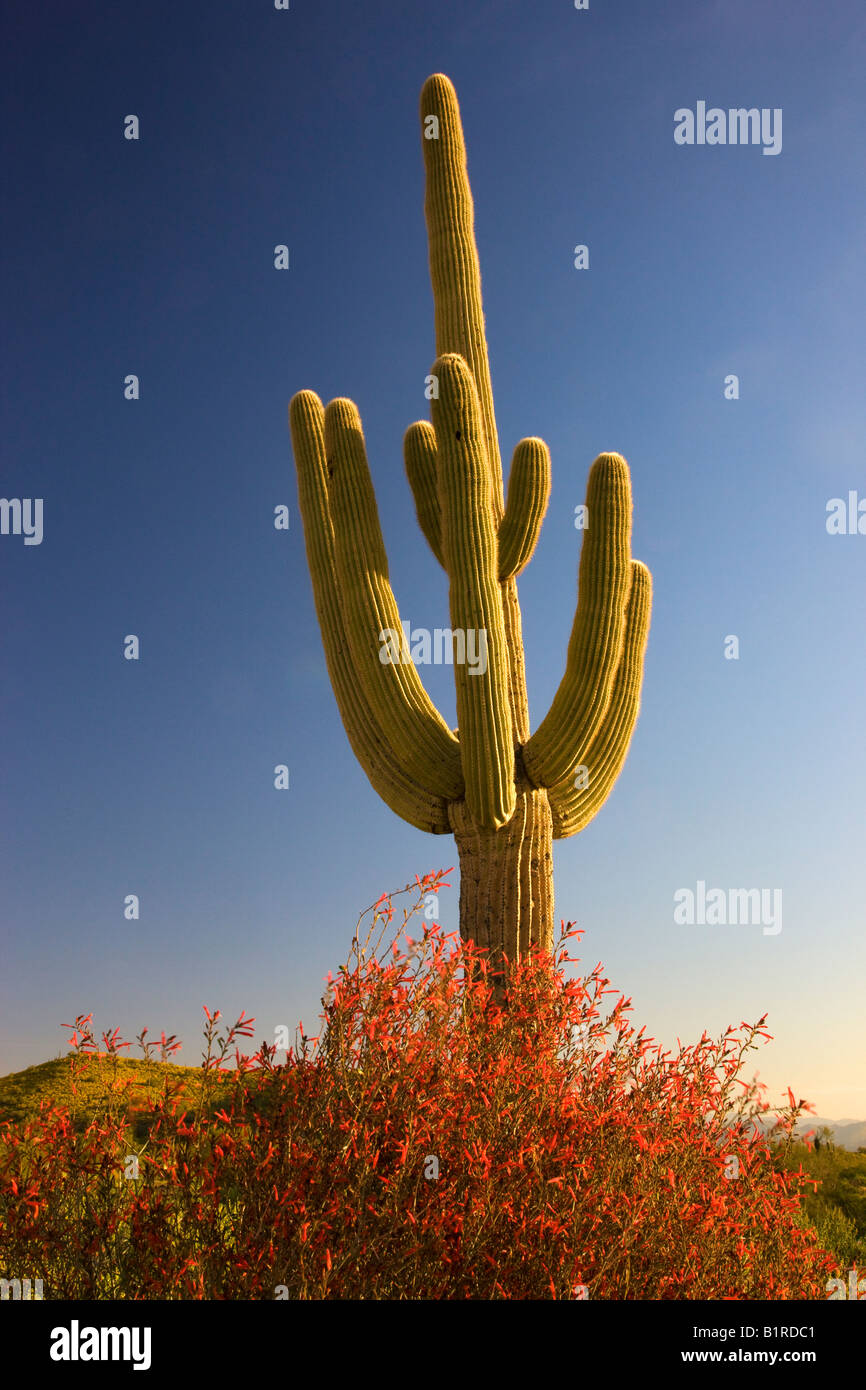 Saguaro-Kaktus und Chuparosa Wildblumen in McDowell Mountain Regional Park in der Nähe von Fountain Hills außerhalb von Phoenix Arizona Stockfoto