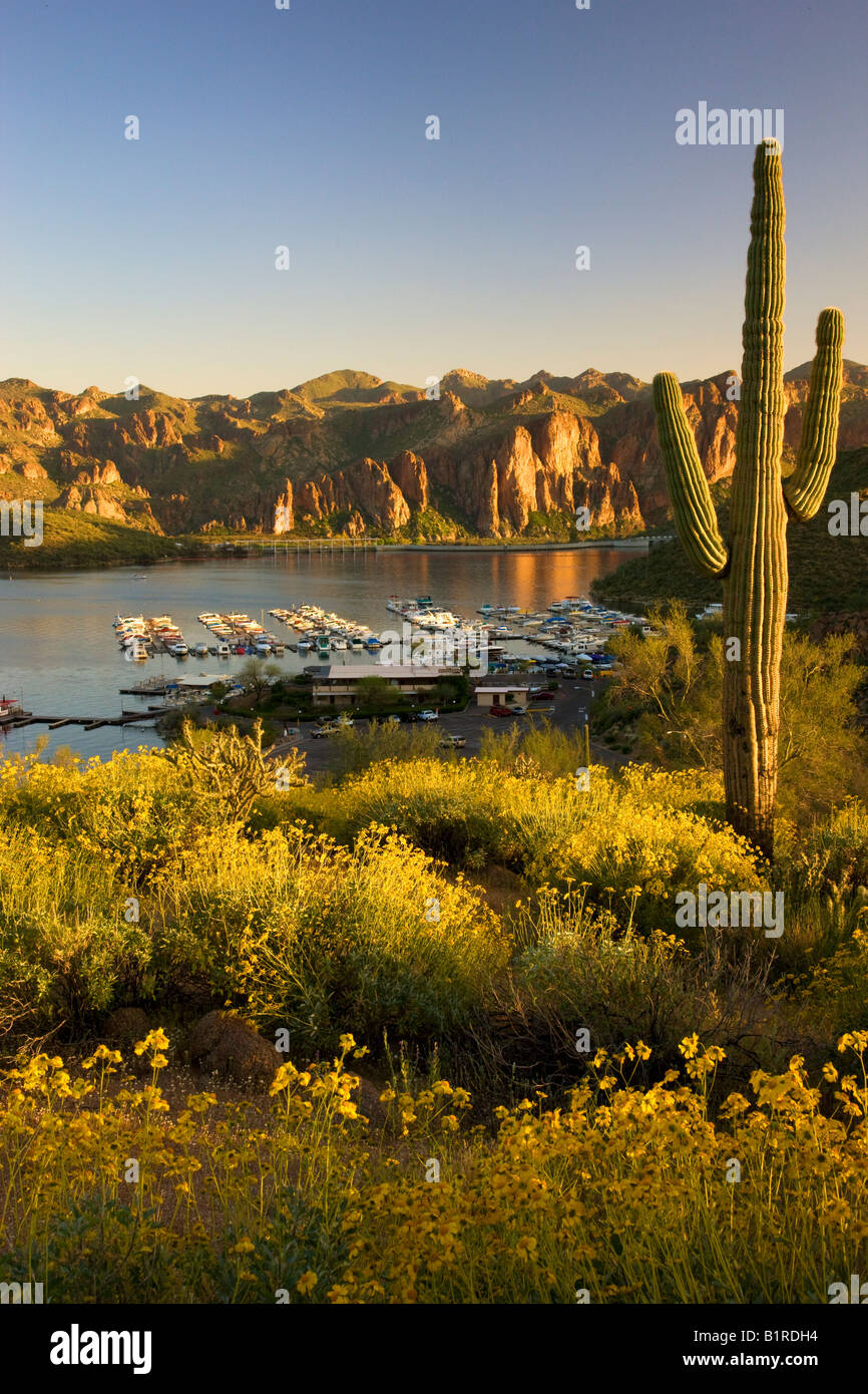Saguaro Lake im Tonto National Forest in der Nähe von Fountain Hills außerhalb von Phoenix Arizona Stockfoto