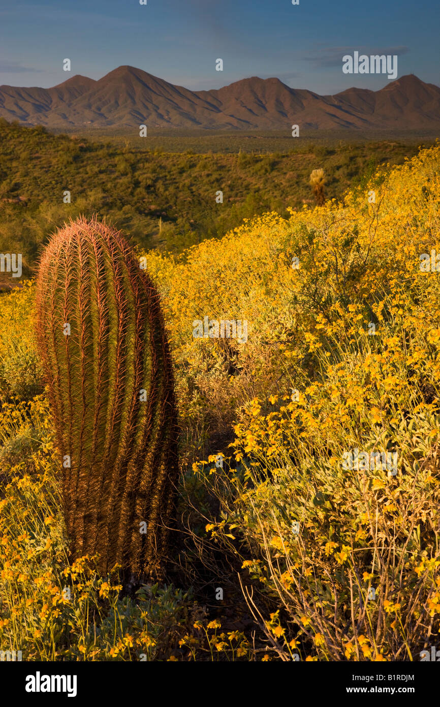 Wildblumen in erster Linie Brittlebush im McDowell Mountain Regional Park in der Nähe von Fountain Hills außerhalb von Phoenix Arizona Stockfoto