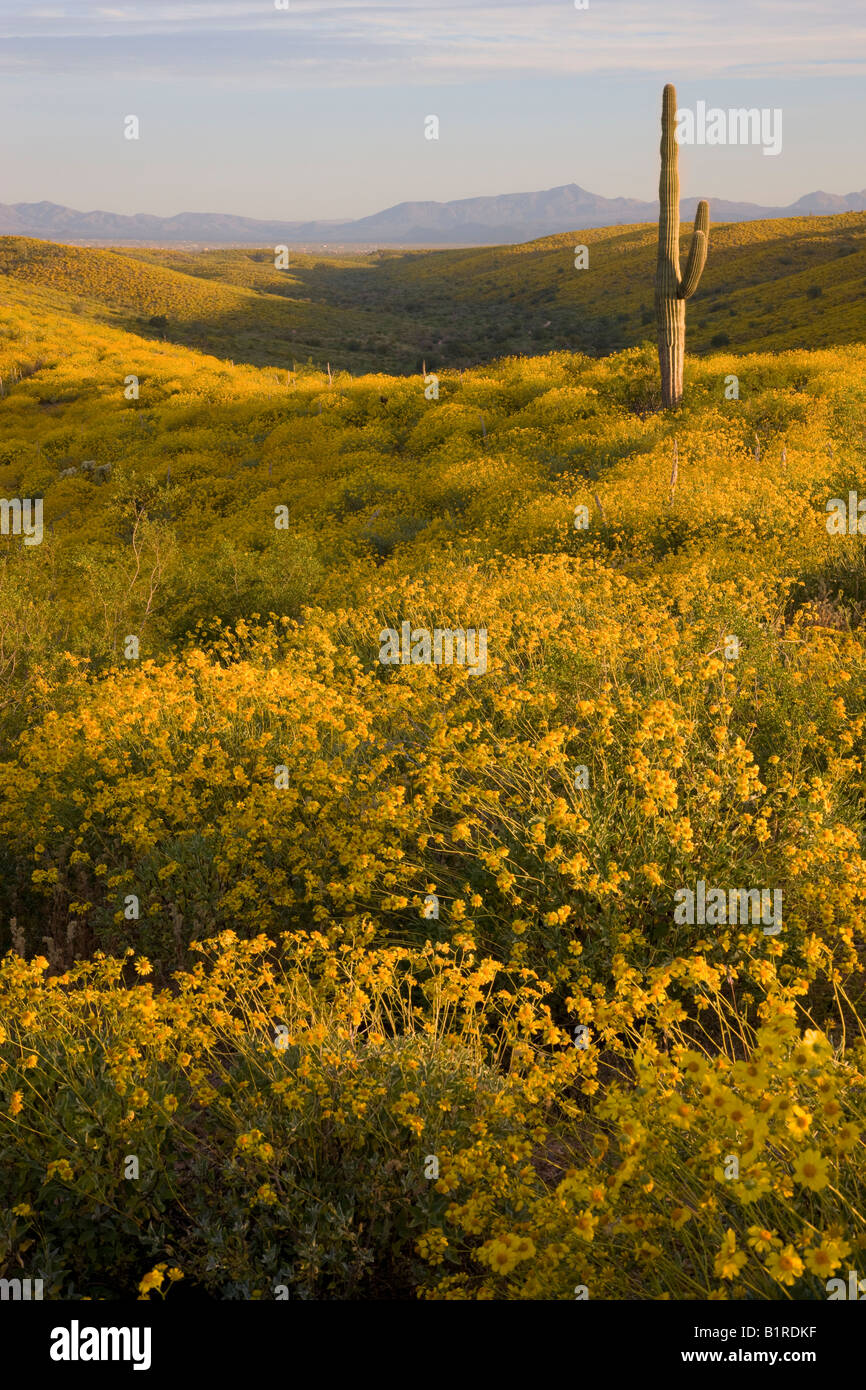 Wildblumen in erster Linie Brittlebush im McDowell Mountain Regional Park in der Nähe von Fountain Hills außerhalb von Phoenix Arizona Stockfoto