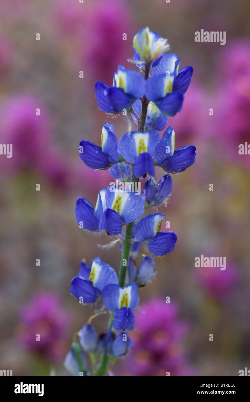 Lupine mit lila Eule s Klee in McDowell Mountain Regional Park in der Nähe von Fountain Hills außerhalb von Phoenix Ariziona Stockfoto
