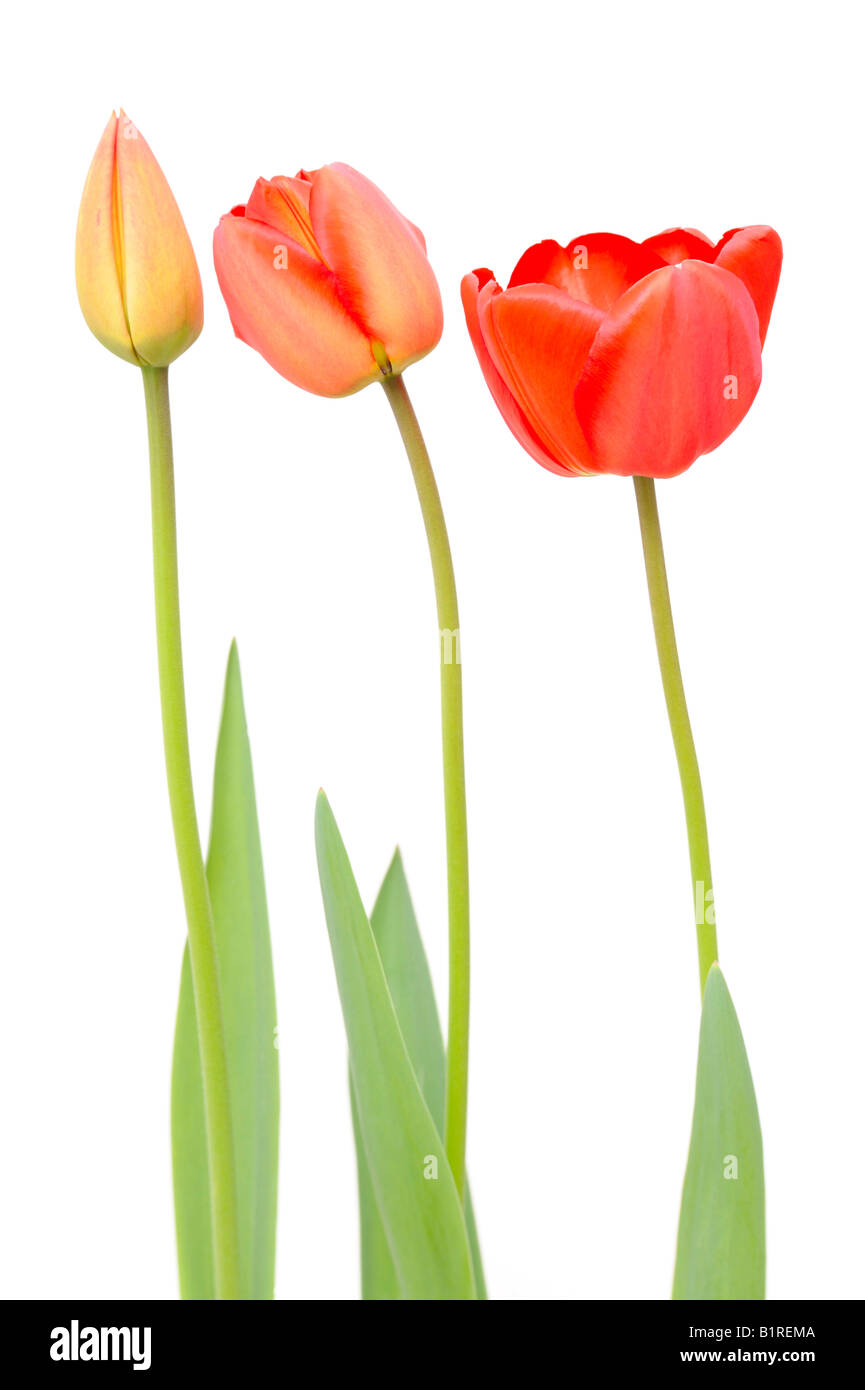 Drei Blumen Tulpe (Tulipa) Stockfoto