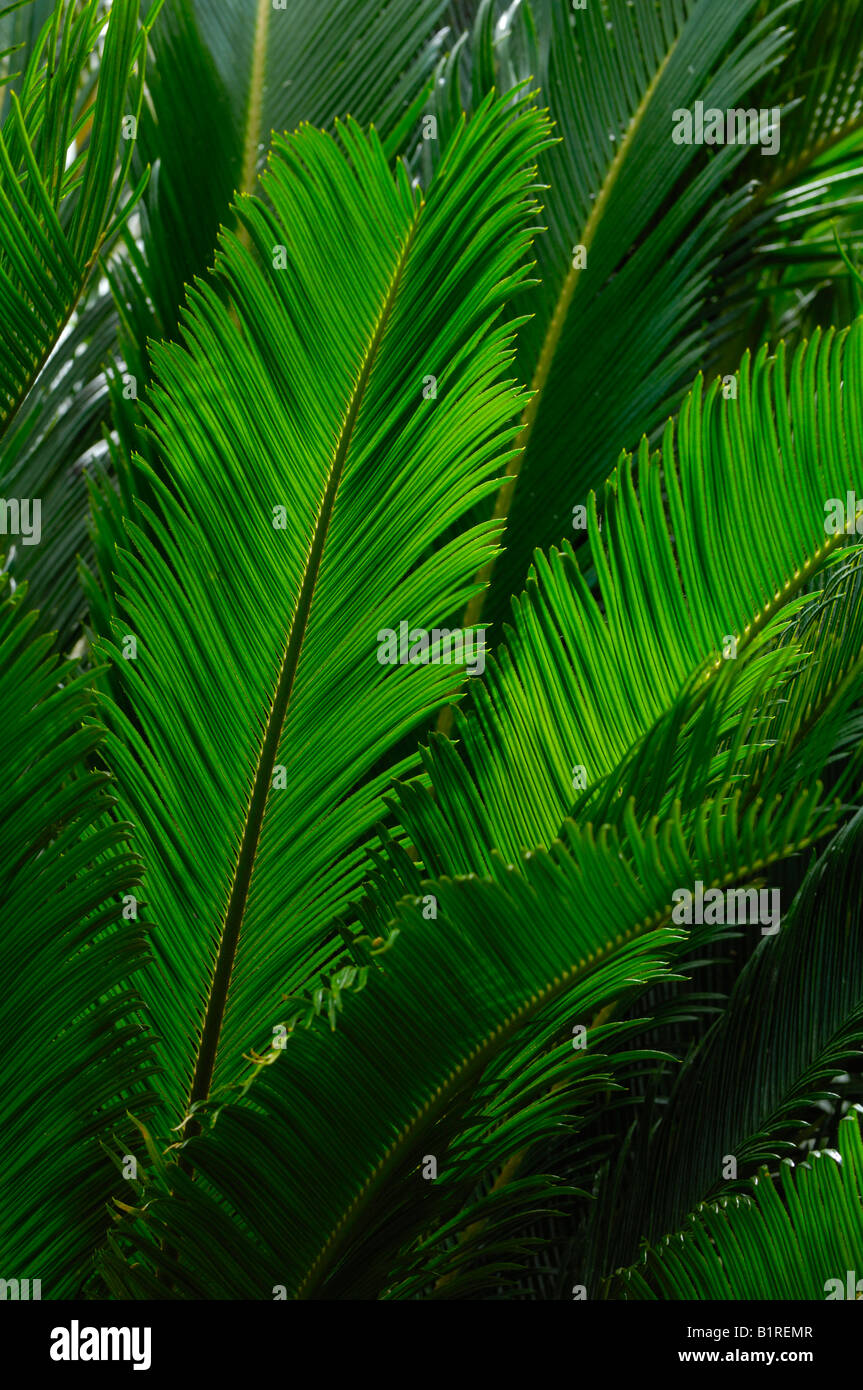 Japanische Sagopalme, Sagopalmfarnen (Cycas Revoluta Thunb.) Stockfoto