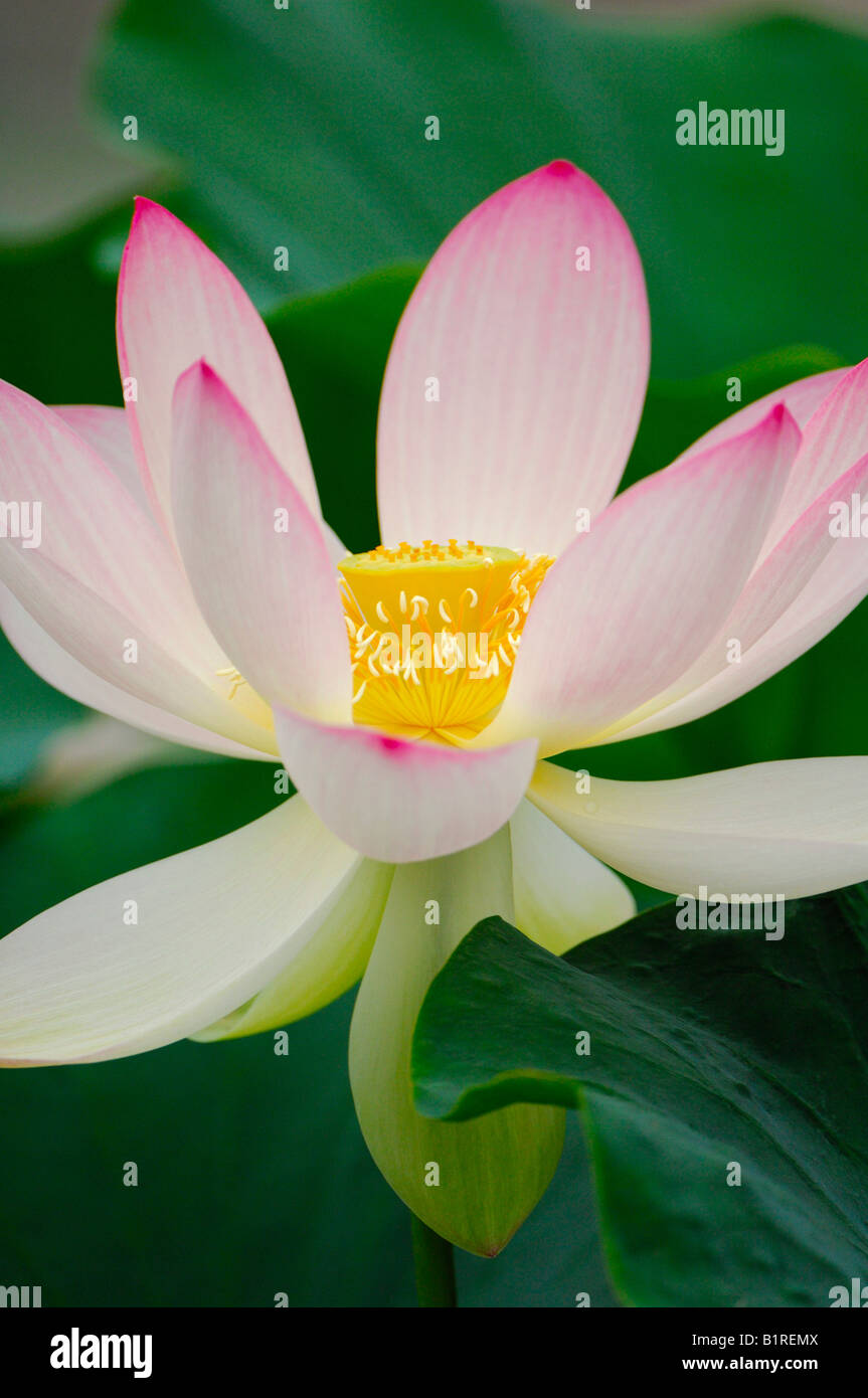 Heilige Lotusblume (Nelumbo) Stockfoto