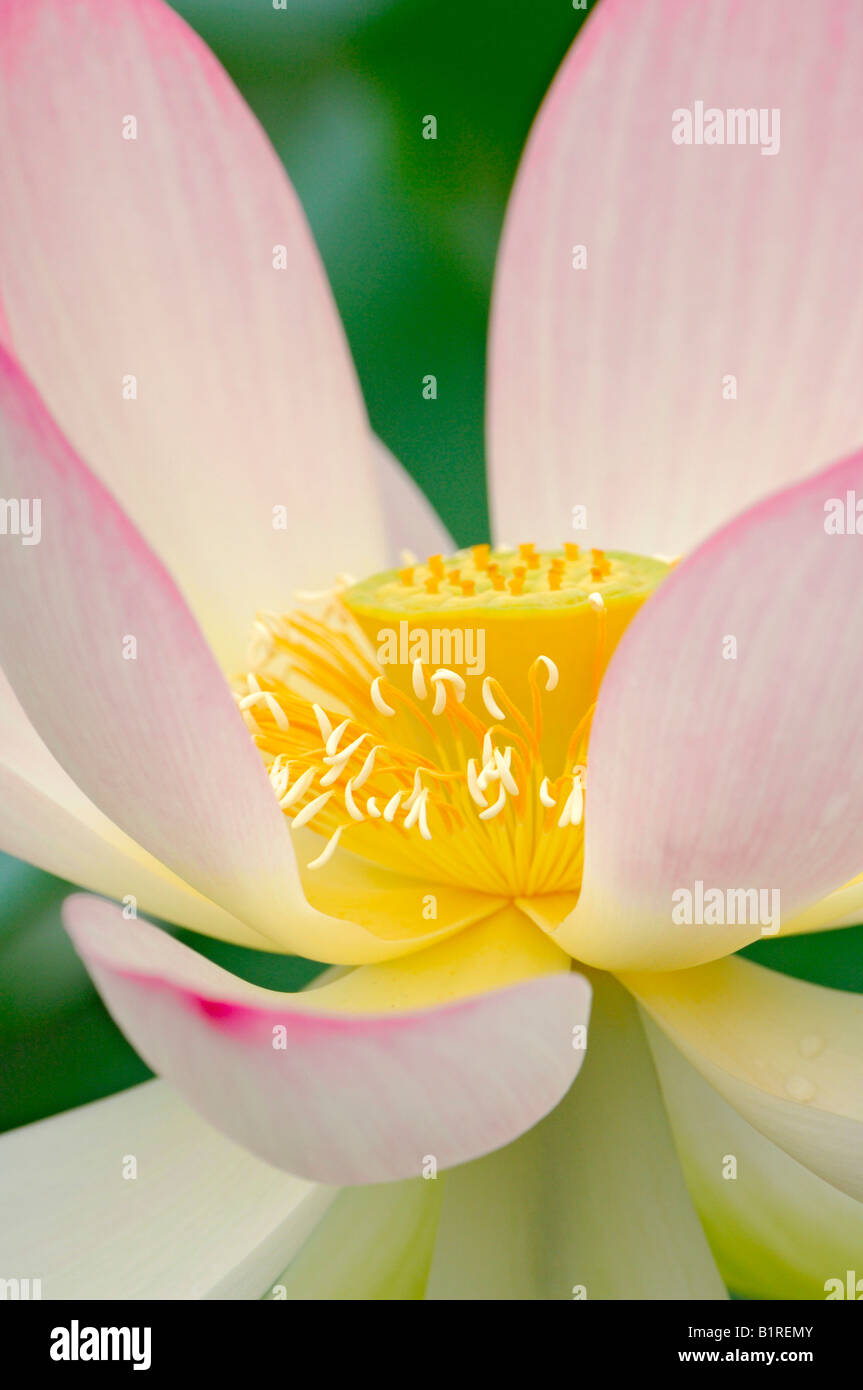 Heilige Lotusblume (Nelumbo) Stockfoto