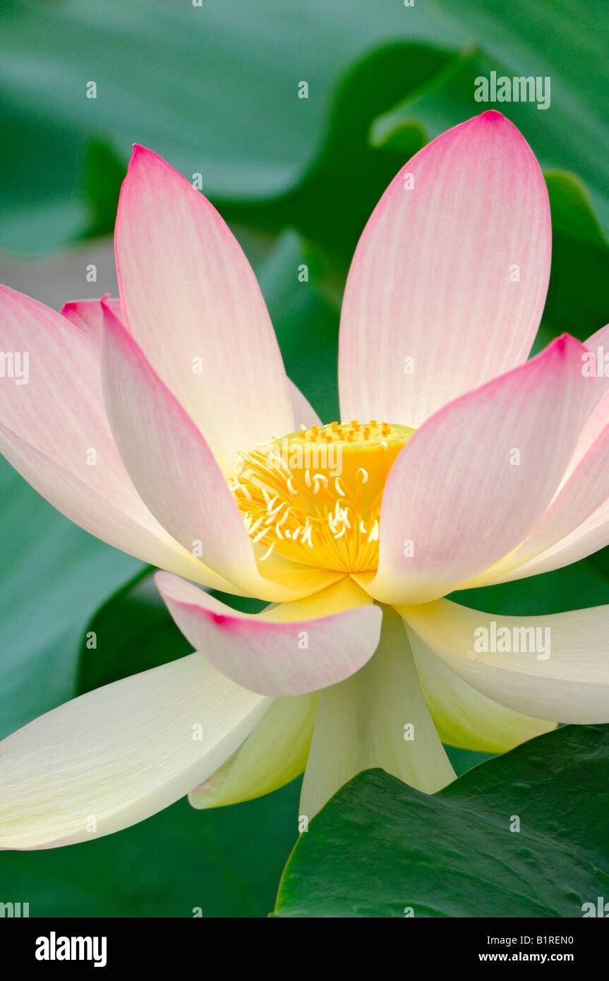 Heilige Lotusblume (Nelumbo) Stockfoto