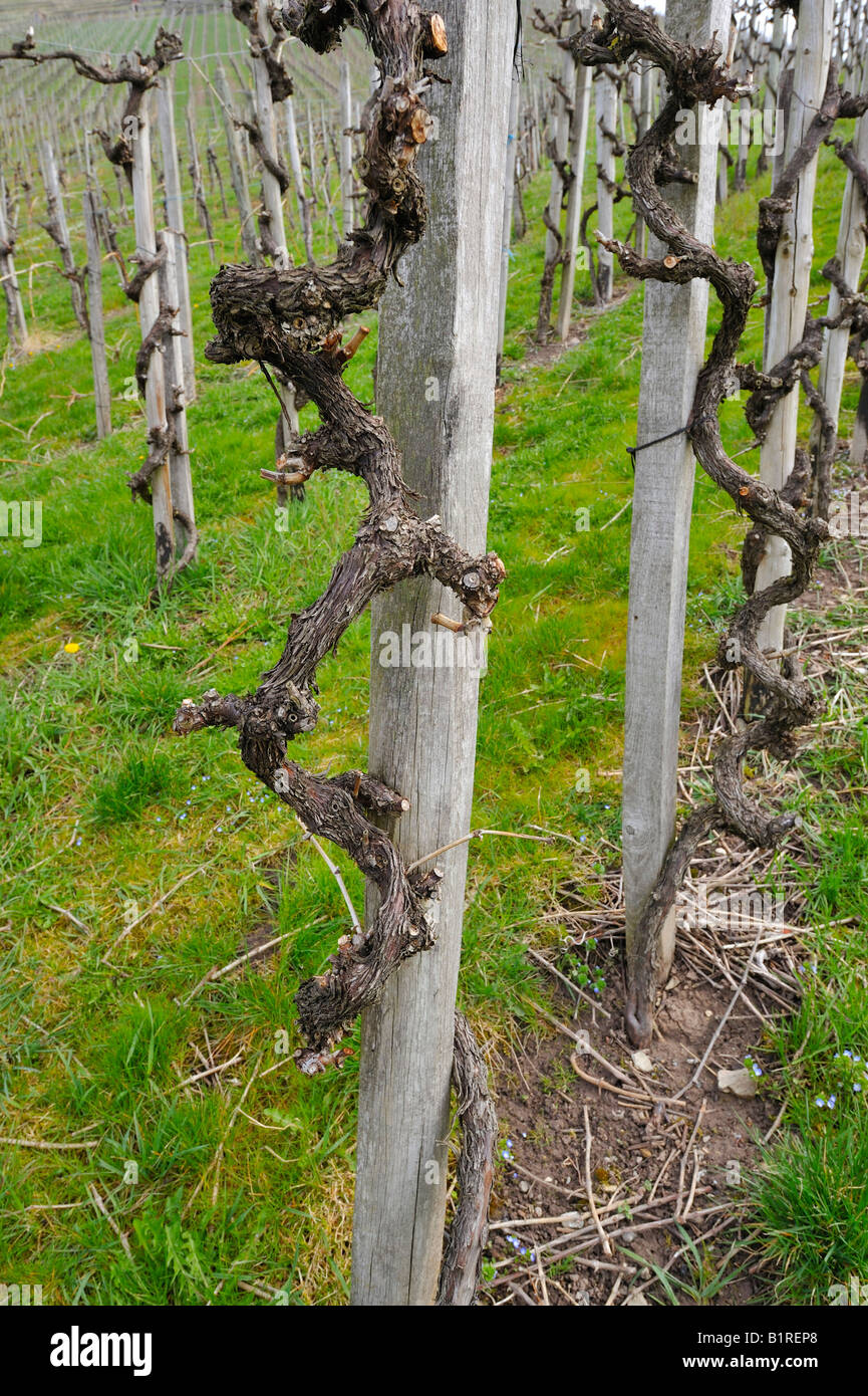Weinreben Nach Ruckschnitt Im Fruhjahr Stockfoto Bild 18341520