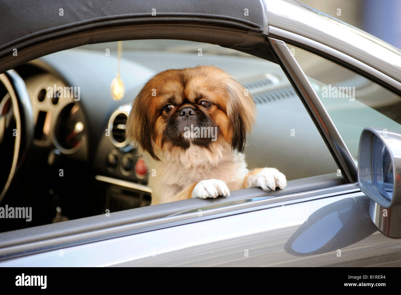Schoßhund, Pekingese oder Pekinese Hund in einem Auto, München, Bayern, Deutschland, Europa Stockfoto