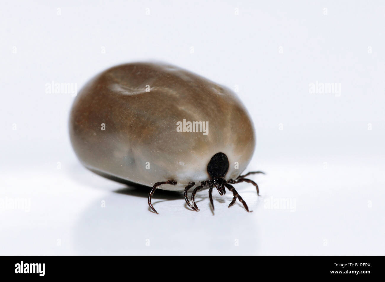 Europäische Rizinuspflanze Zecke (Ixodes Ricinus), gestaut, Deutschland, Europa Stockfoto