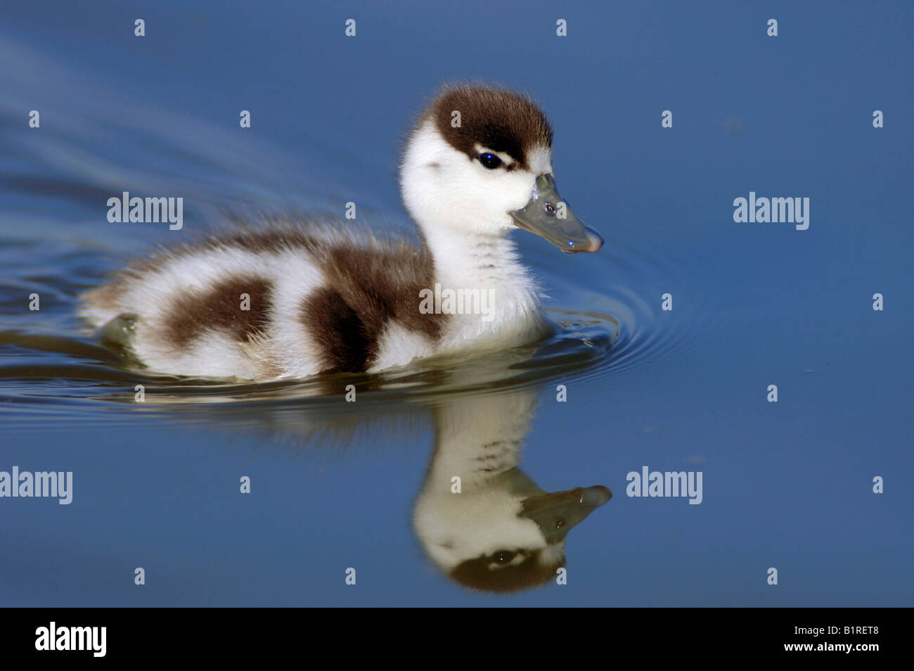 Gemeinsamen Brandgans (Tadorna Tadorna), Küken, Texel, Niederlande, Europa Stockfoto